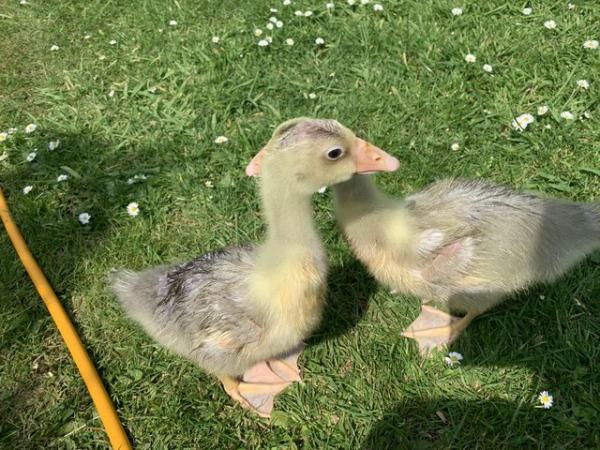 Image 2 of Last Two Embden Goslings for sale