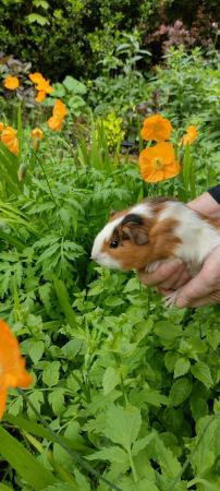 Image 6 of Baby Guinea pigs boys and girls