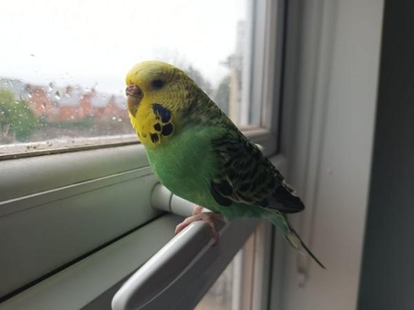 Image 1 of Silly hand tamed baby budgies for sale