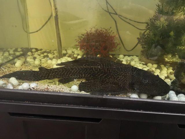 Preview of the first image of Fish (plecostomus) and Fish Tanks.