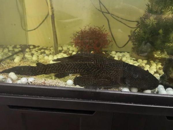 Image 1 of Fish (plecostomus) and Fish Tanks