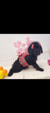 Image 3 of Adorable F1Labradoodle female puppy