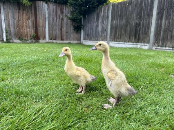 Image 3 of Female pure breed ducklings (Cayuga, runner, welsh harlequin