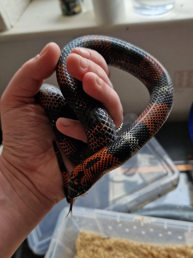 Preview of the first image of 2 year old tri-colour hognose male.