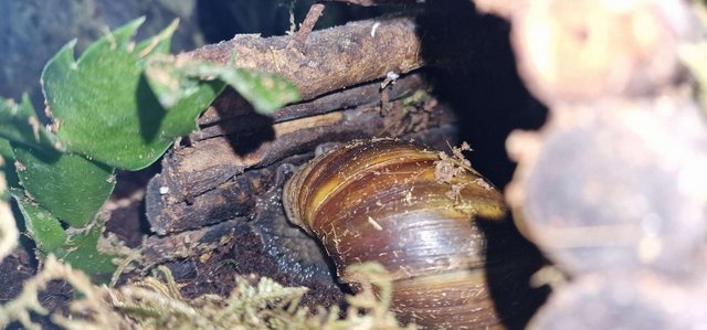 Image 4 of 5 GIANT AFRICAN LAND SNAILS