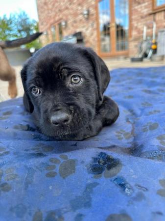 Image 5 of Cane corso x Rottweiler puppies