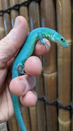 Image 4 of Lizard Stocklist - Rainforest Exotics November 2022