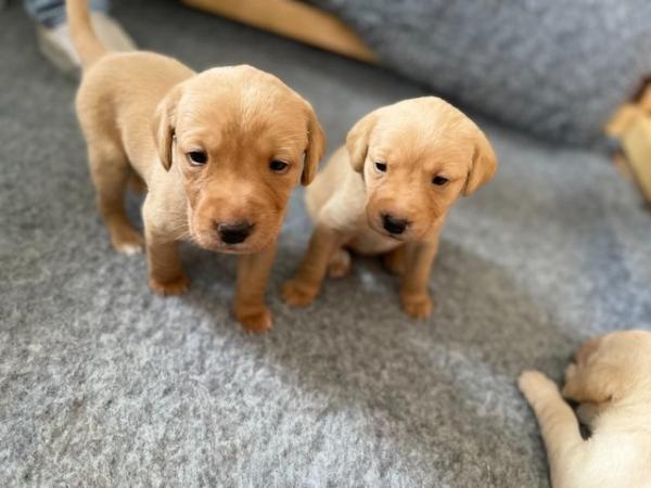 Image 4 of All pups now sold | Ready 3rd July