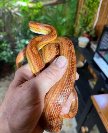 Image 6 of OMG Beautiful motley female corn snake