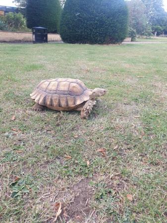 Image 4 of Large male sulcata tortoise