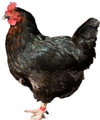 Image 2 of coloured hybrid hens for sale