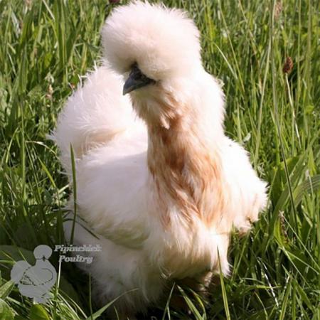 Image 2 of Bearded Silkie Hens, various colours, available now.