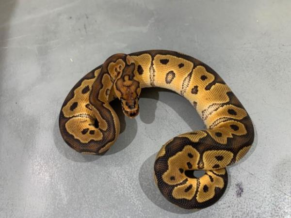 Image 6 of *Reduced* Cheap Royal Pythons hatchlings
