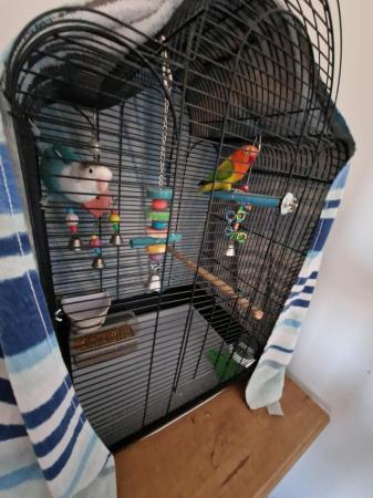Image 2 of 1 year old lovebirds with cage