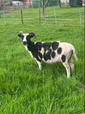 Image 3 of 4 registered, pedigree jacob ewes.