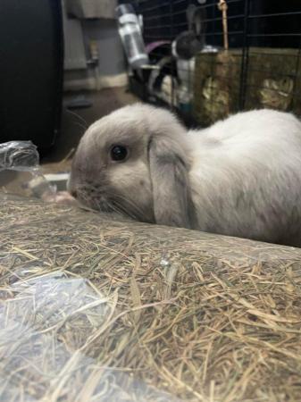 Image 2 of Indoor rabbit Eeyore looking for his forever home