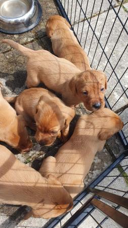 Image 5 of Fox Red labrador puppies