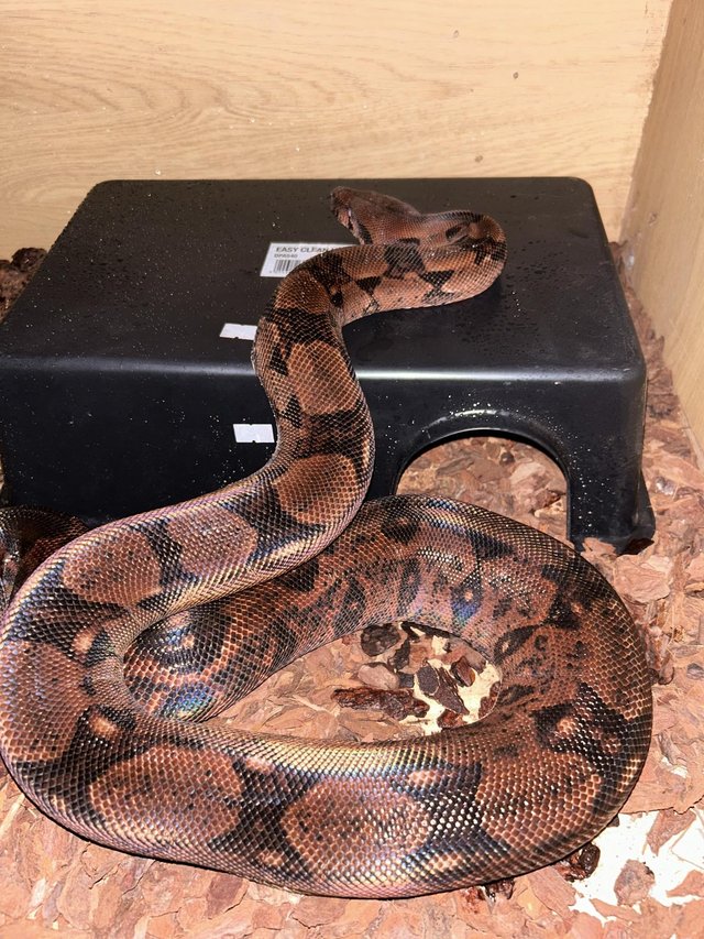 Preview of the first image of Blood boa adult female £200.