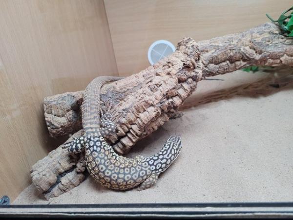 Image 2 of 6 Year old Ackie Monitor