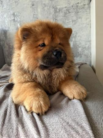 Image 10 of READY NOW BEAUTIFUL FULL KC CHOW CHOW PUPPIES!!