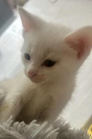 Image 5 of Pure white male kitten for sale