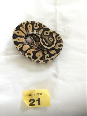 Image 6 of Male Super Pastel baby royal python