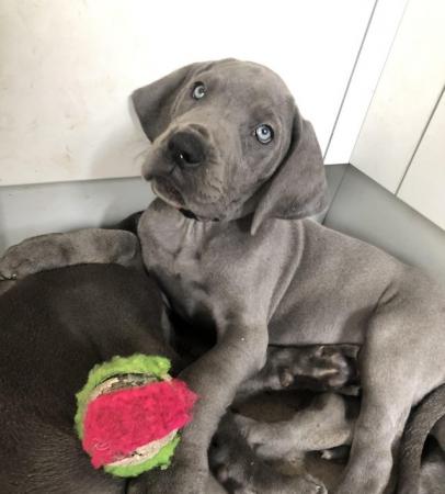 Image 10 of 3 GIRLS LEFT! 12 Solid Blue Great Dane Puppies