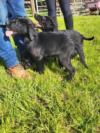 Image 1 of Beautiful Labrador Puppies For Sale