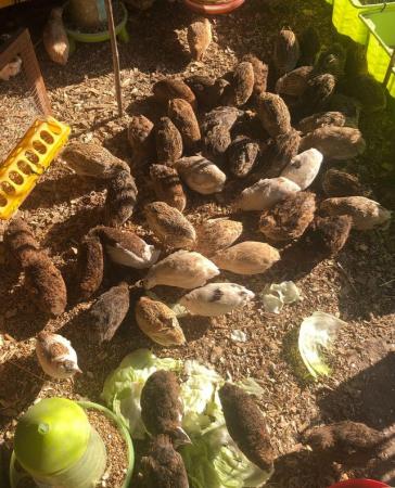 Image 30 of SEXED QUAILS AVAILABLE !