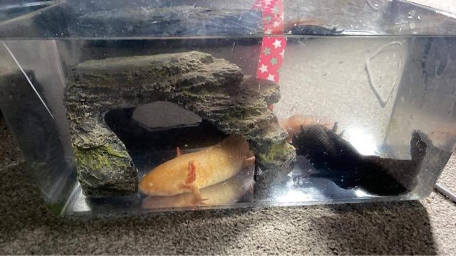 Image 5 of 1 x male golden axolotl about 18months old