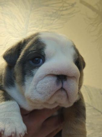 Image 15 of English Bulldog Puppies, Blue & Tan, Blue & White For Sale