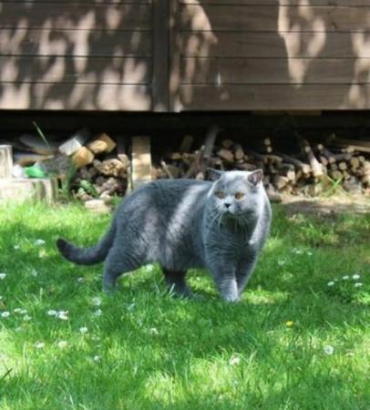 Image 4 of Amazing British Shorthair Blue registered kittens