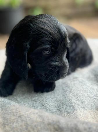 Image 5 of beautiful cocker spaniel puppies for sale