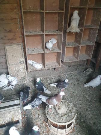 Image 1 of Mixed pigeons cocks and hens
