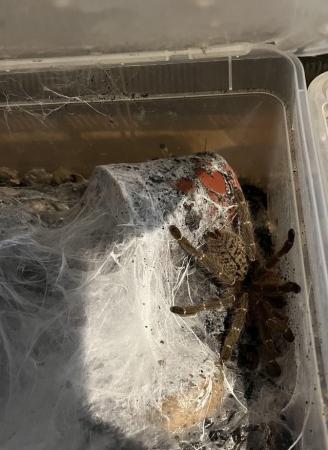 Image 5 of Tarantulas for sale to good homes only