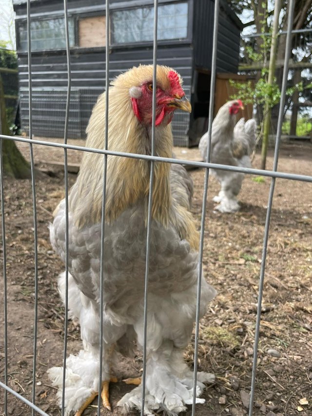 Preview of the first image of Brahma large breed Roosters Essex.