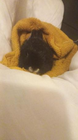 Image 3 of 2 year old black netherland dwarf rabbit