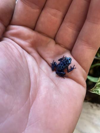 Image 5 of Dart frogs (blue azureus)