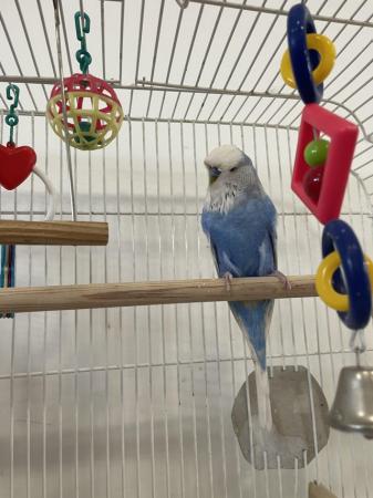 Image 10 of adorable male budgie and large cage