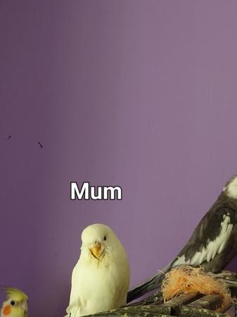 Image 5 of Cute, semi tame budgie chicks
