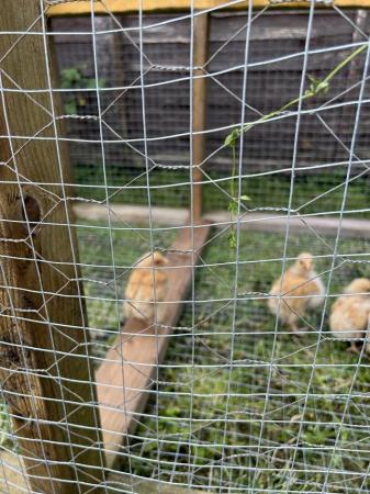 Image 1 of Buff Orpington chicks 8 weeks old