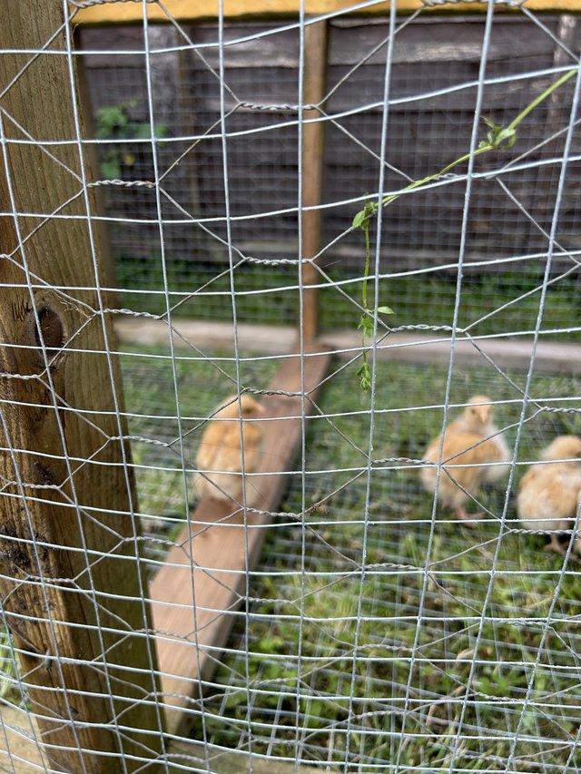 Preview of the first image of Buff Orpington chicks 8 weeks old.