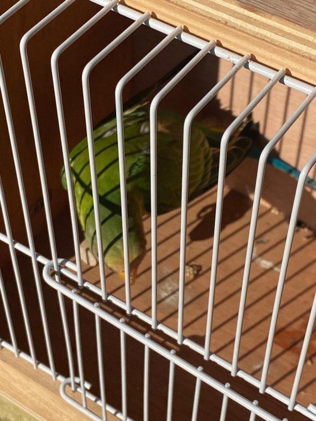 Preview of the first image of Plum Head Parakeets Parent Reared.