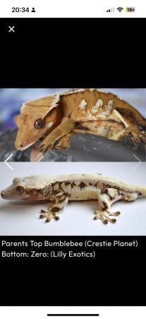 Image 7 of High End - High Contrast Jet Black Male Crested Gecko