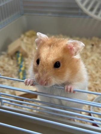 Image 2 of Syrian Hamster with cage and accessories