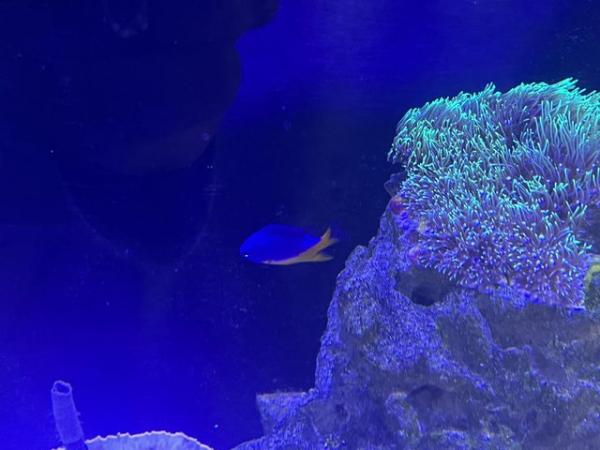 Image 7 of Red Sea Max Nano including fish and corals