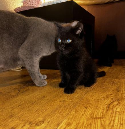 Image 2 of British Shorthair X READY NOW