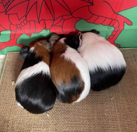 Image 2 of Gorgeous baby Guinea pigs