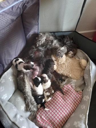 Image 12 of Shih Tzu pups x5 only x2 girls left