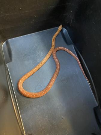 Image 4 of Blood Tessera Corn snake Male £75